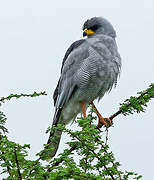 Eastern Chanting Goshawk