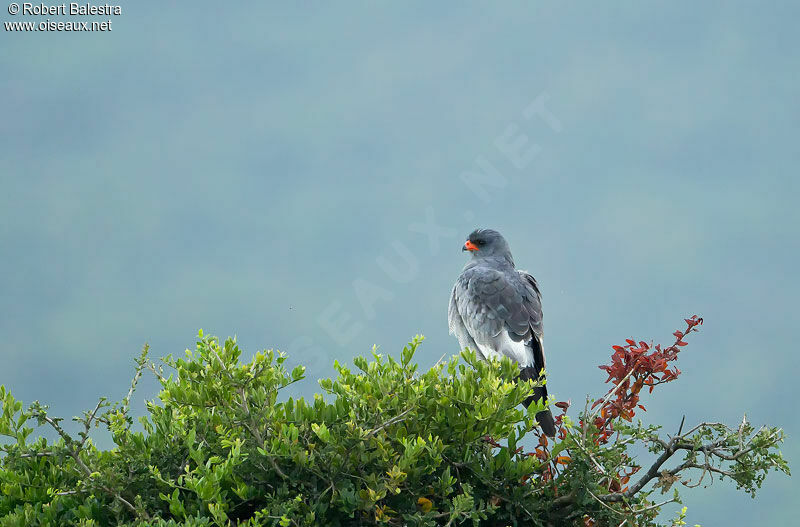 Pale Chanting Goshawkadult