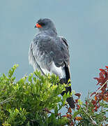 Pale Chanting Goshawk