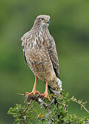 Pale Chanting Goshawk