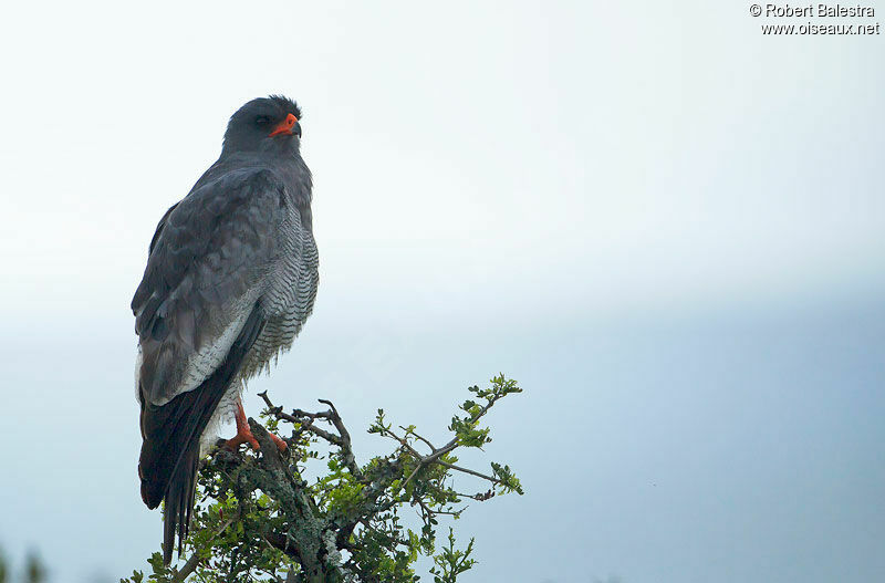 Pale Chanting Goshawkadult