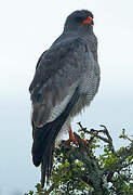 Pale Chanting Goshawk