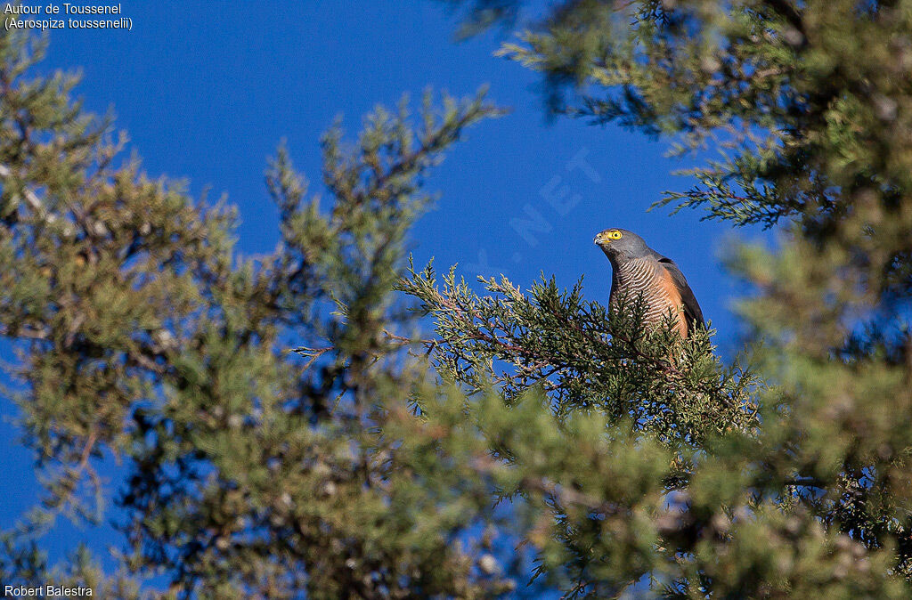 Red-chested Goshawk