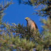 Red-chested Goshawk