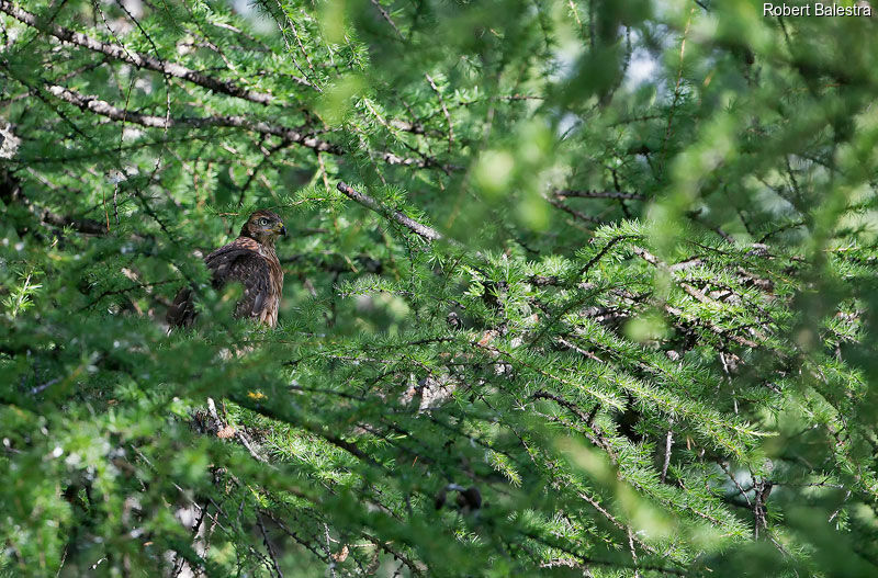 Northern Goshawkjuvenile