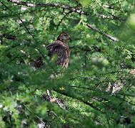 Northern Goshawk