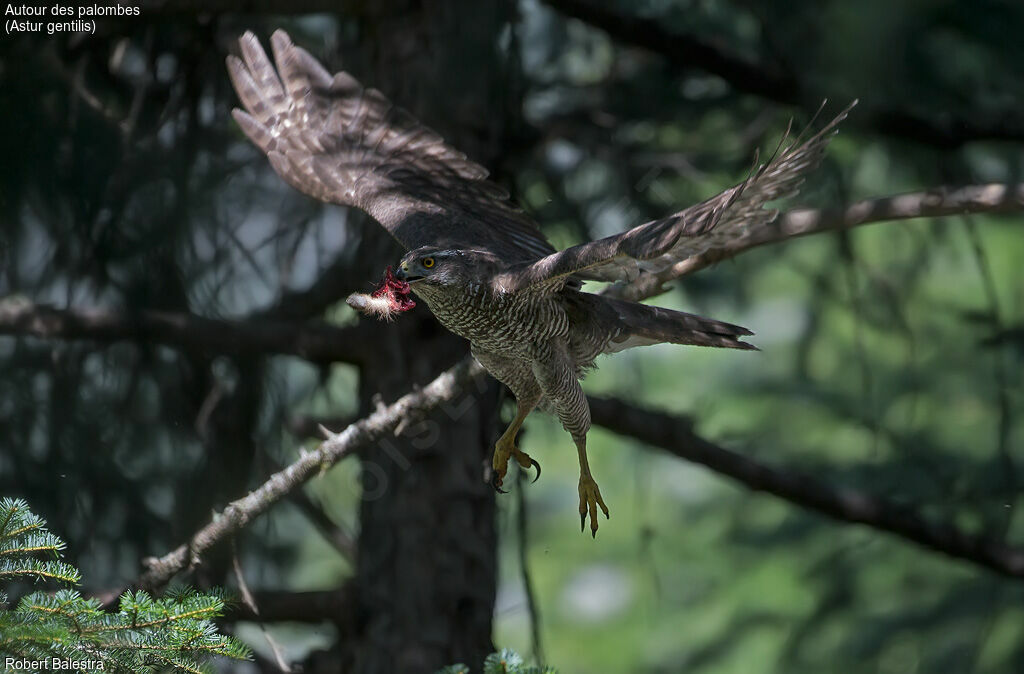 Northern Goshawk female