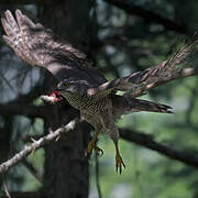 Eurasian Goshawk