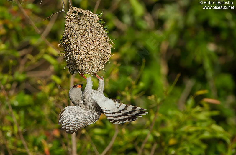 Gabar Goshawkadult, feeding habits