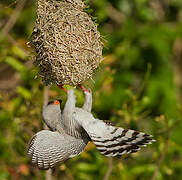 Gabar Goshawk