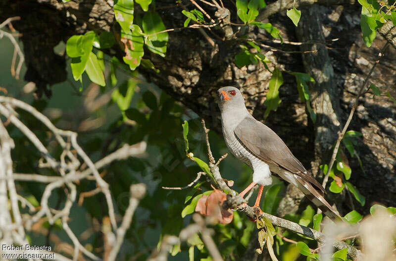 Gabar Goshawk