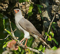 Gabar Goshawk