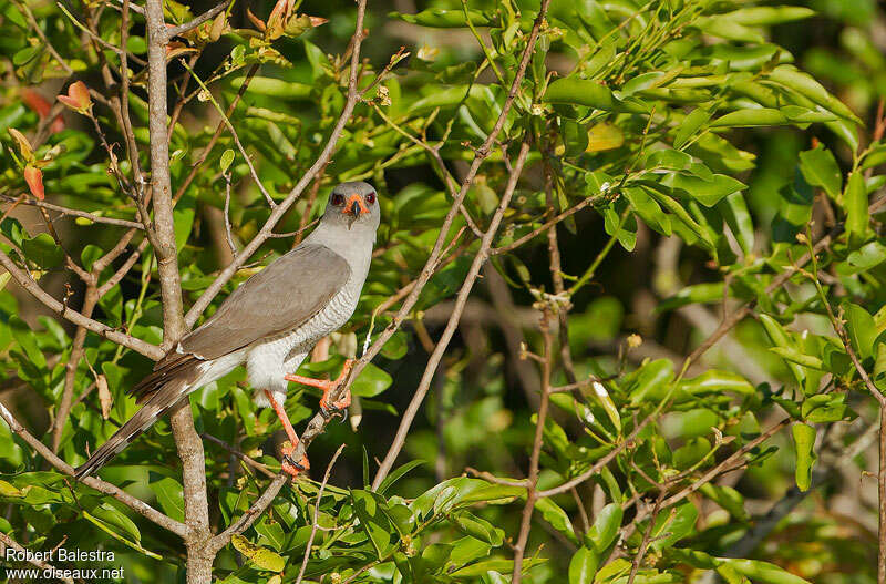 Autour gabaradulte, identification