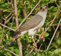 Gabar Goshawk