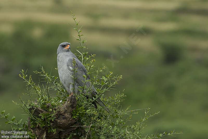 Dark Chanting Goshawk