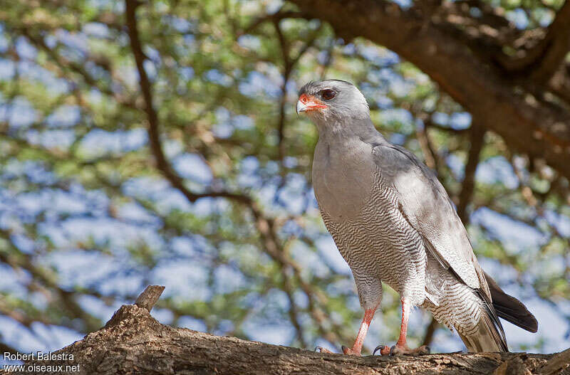 Dark Chanting Goshawk