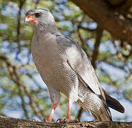 Dark Chanting Goshawk