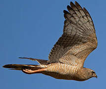 Dark Chanting Goshawk