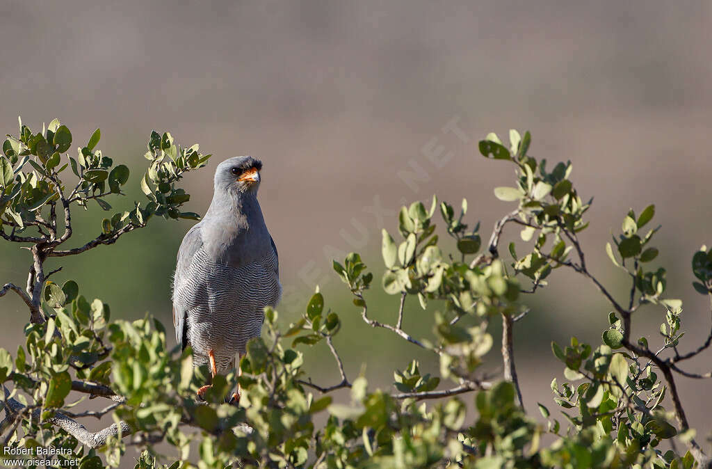 Dark Chanting Goshawk