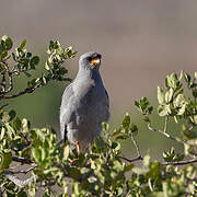 Dark Chanting Goshawk