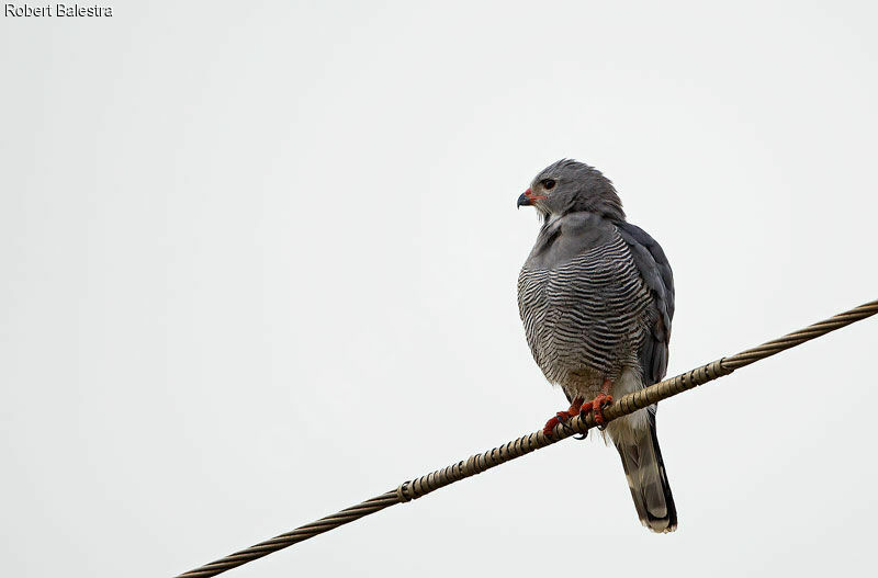 Lizard Buzzard