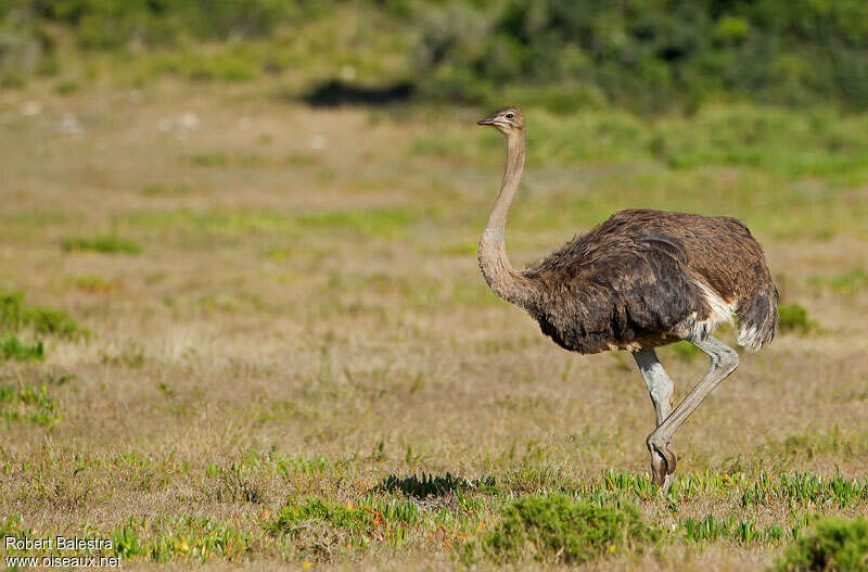 Autruche d'Afrique femelle adulte, identification