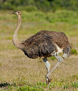 Common Ostrich