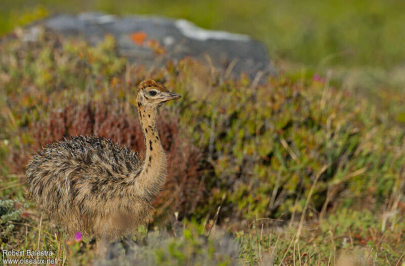 Common Ostrichjuvenile, identification, camouflage, pigmentation