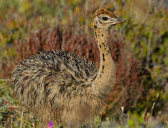 Common Ostrich