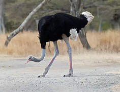 Somali Ostrich