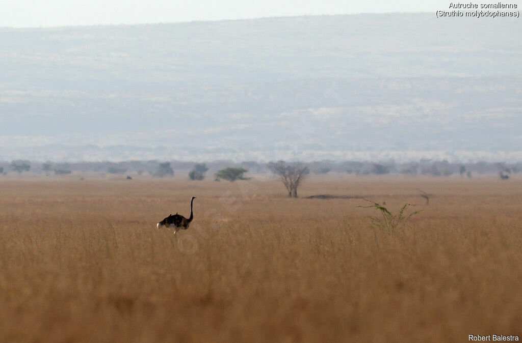 Somali Ostrich