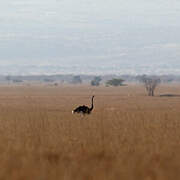 Somali Ostrich