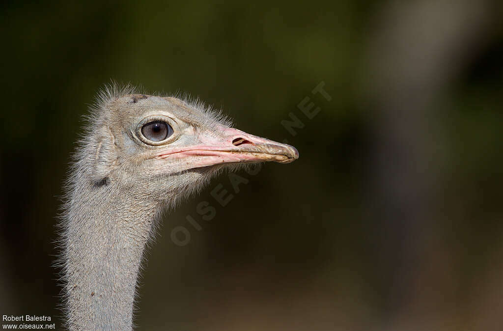 Somali Ostrich female adult, close-up portrait