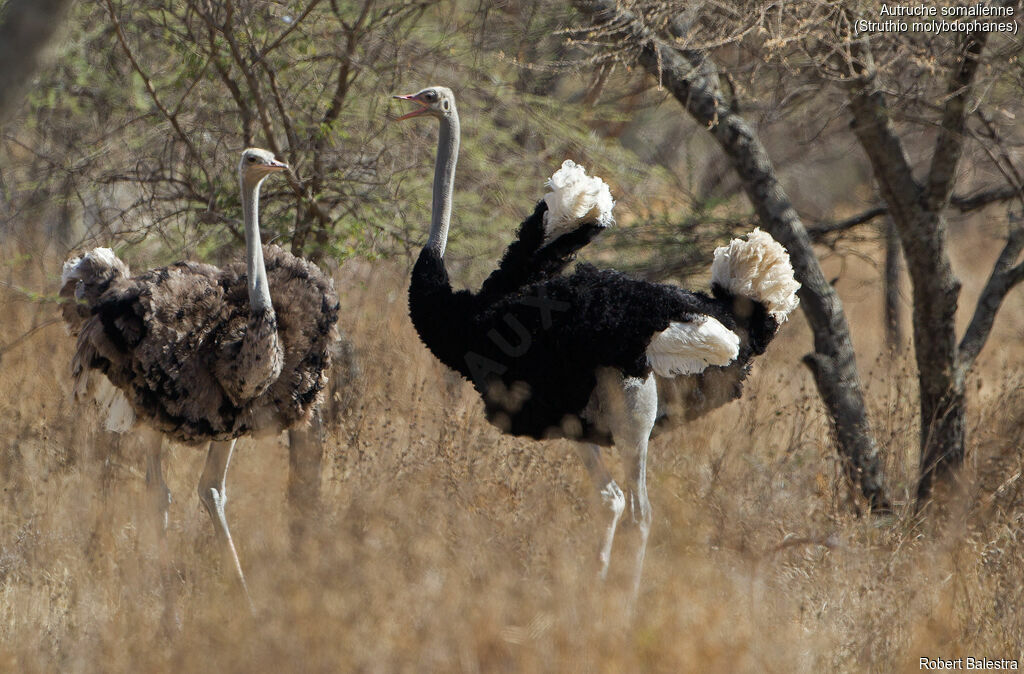 Somali Ostrichadult