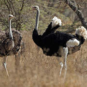 Somali Ostrich