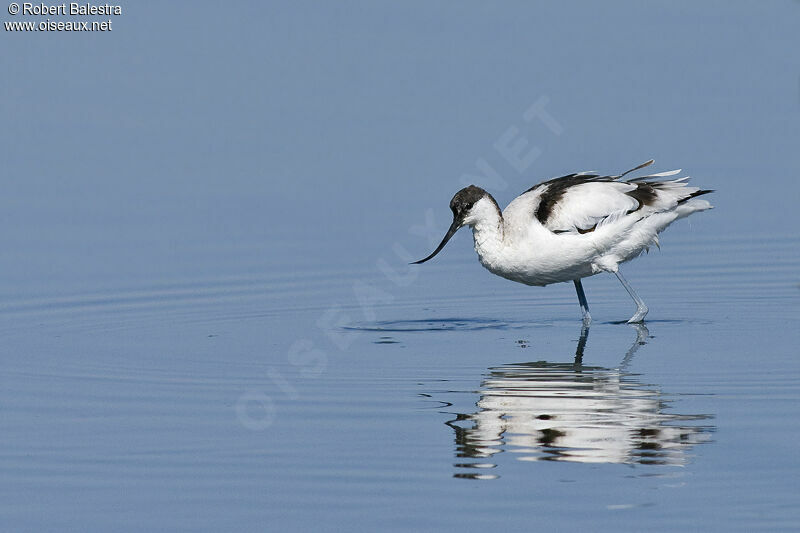 Avocette élégante