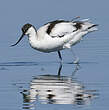 Avocette élégante