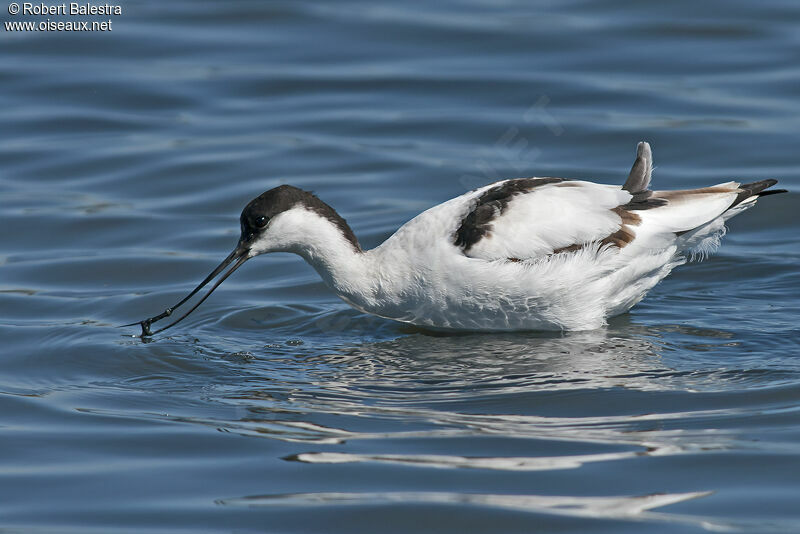 Pied Avocet