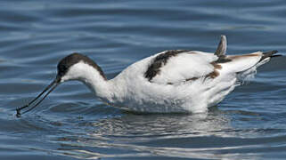 Avocette élégante