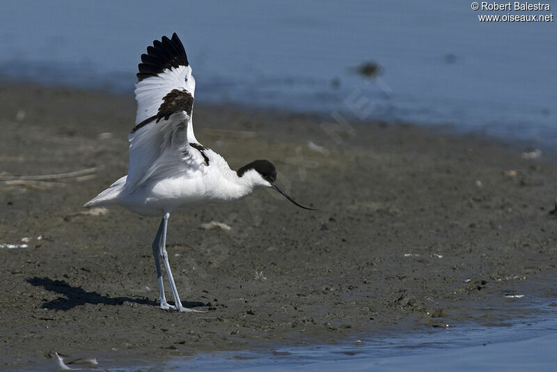 Avocette élégante