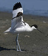 Avocette élégante