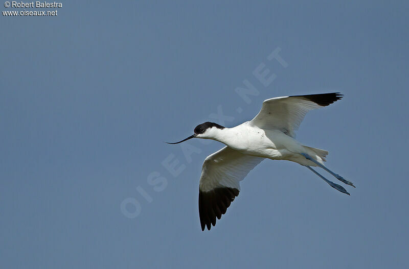 Avocette élégante