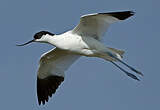 Avocette élégante