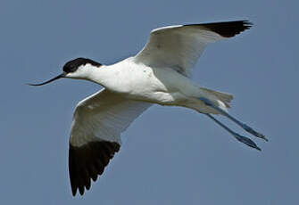 Avocette élégante