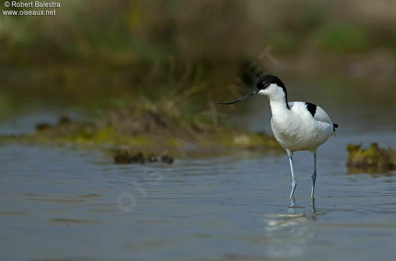 Avocette élégante