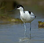 Avocette élégante