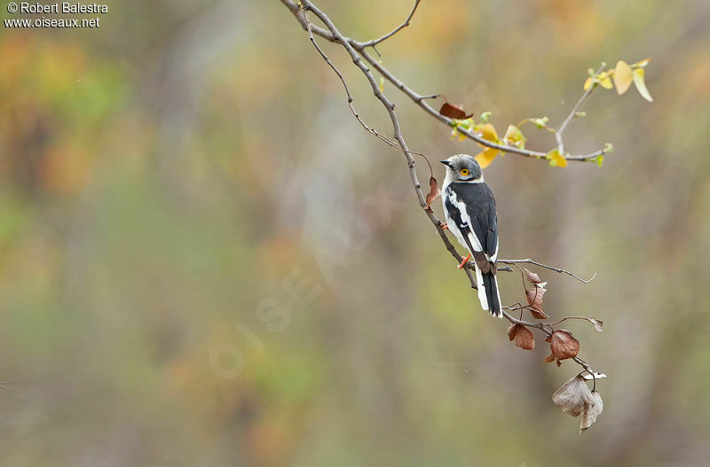 White-crested Helmetshrikeadult