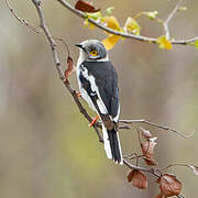 White-crested Helmetshrike