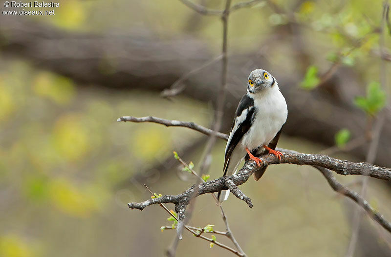 White-crested Helmetshrike