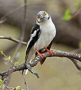 White-crested Helmetshrike